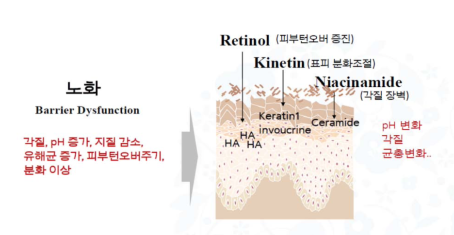 피부장벽 무너짐 원인과 크림 성분 3가지 추천 - 논문발췌 관련 이미지 11