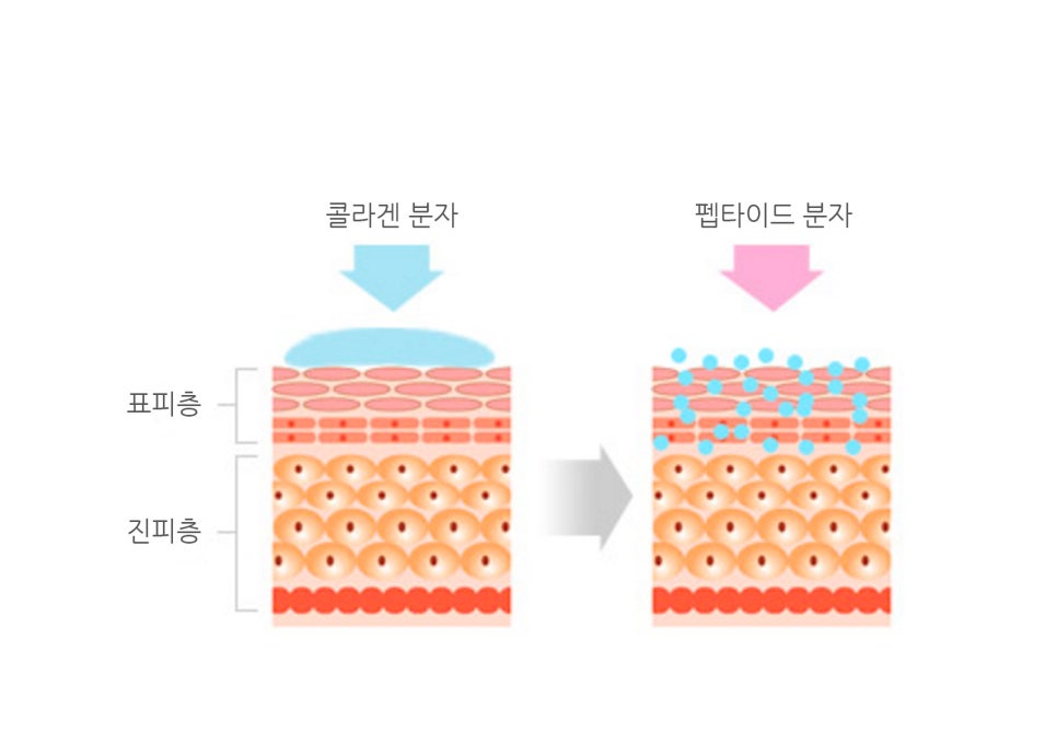 [동안프로젝트] 시간을 돌리는 화장품 / 펩타이드에 대한 상식 / 효과좋은 주름 개선 화장품 / 재생크림 /오나가셀 관련 이미지 8