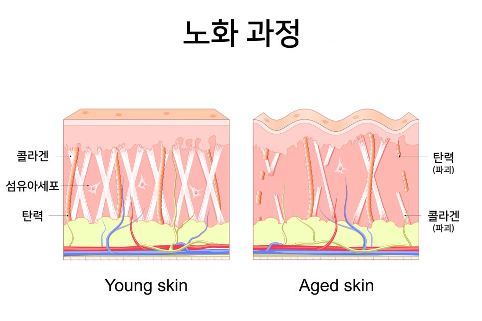 턱살보톡스, 성분부터 디자인까지 핵심만 알려드립니다 관련 이미지 4