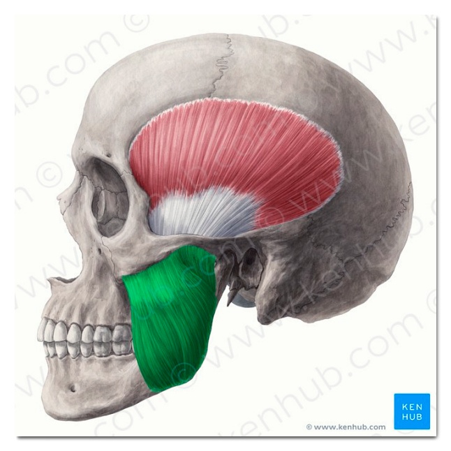 Hongdae Jaw Botox: A Complete Guide to Side Effects That Can Occur While Reducing Jaw Muscles image 4