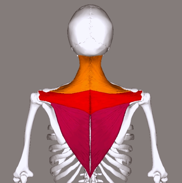 Why You Should Get Hongdae Trapezius Botox at a Place with Extensive Experience image 3