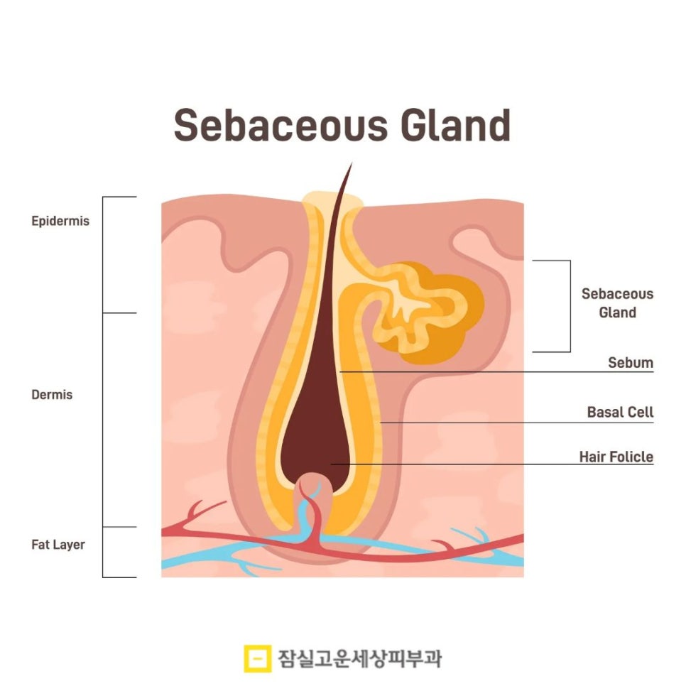 속건조, 수분크림만으론 안되는 피부의 구조적 문제 관련 이미지 4