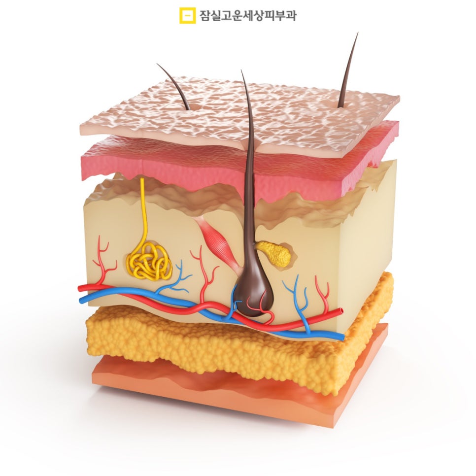 피부 노화의 모든 것, 원인부터 예방 방법까지 관련 이미지 2
