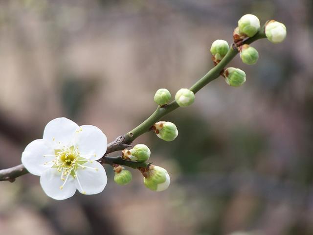 봄철피부주의보! 잠실피부과 알레르기피부염 (잠실고운세상/고운세상피부과) 관련 이미지 2