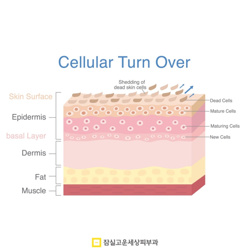환절기 건조한 피부, 각질 관리 팁 관련 이미지 5