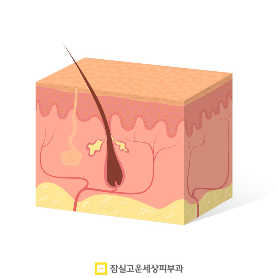 환절기 피부 고민, 결국 답은 속부터 채우는 것 관련 이미지 4