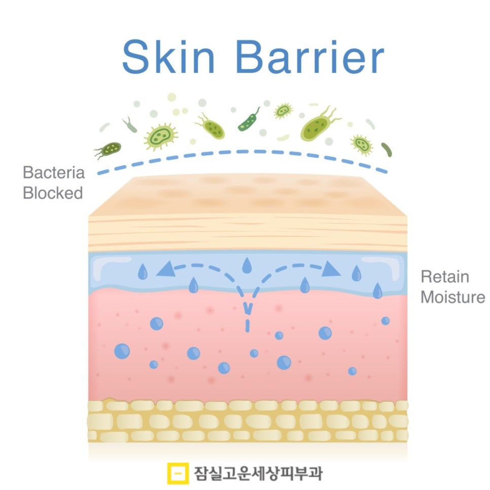 건조한 피부, 수분크림 vs 보습크림 어떤 차이가 있을까? 관련 이미지 2