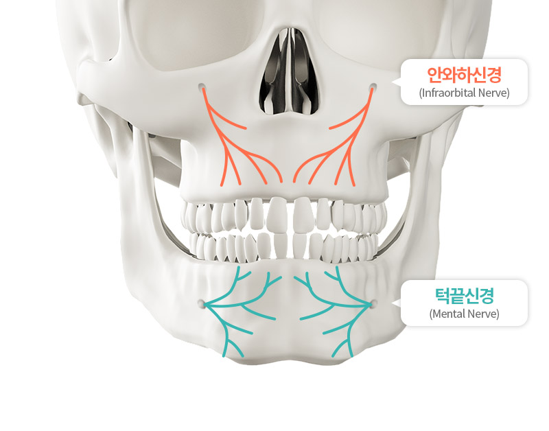 안면윤곽수술, 신경&middot;혈관 손상은 왜 주의가 필요할까? 관련 이미지 4