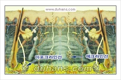 [두한성형외과 경쟁력 액취증 다한증 치료] - [겨드랑이 다한증 치료 방법] 관련 이미지 5