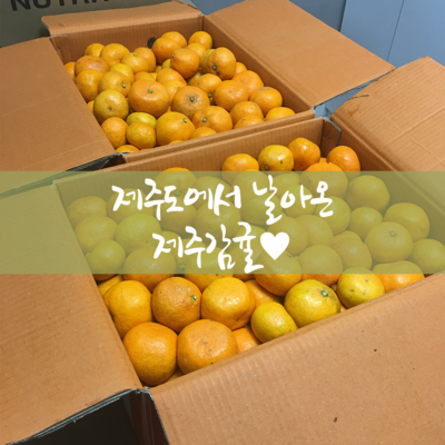 제주도에서 날아온 제주감귤, 맛있게 먹겠습니다♡ 관련 이미지 1