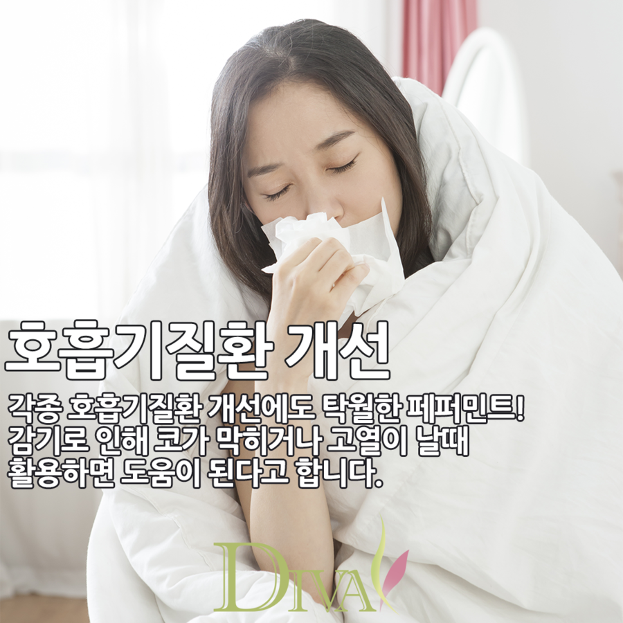 페퍼민트 효능, 겨울에 마시기 딱 좋은 차! 관련 이미지 7