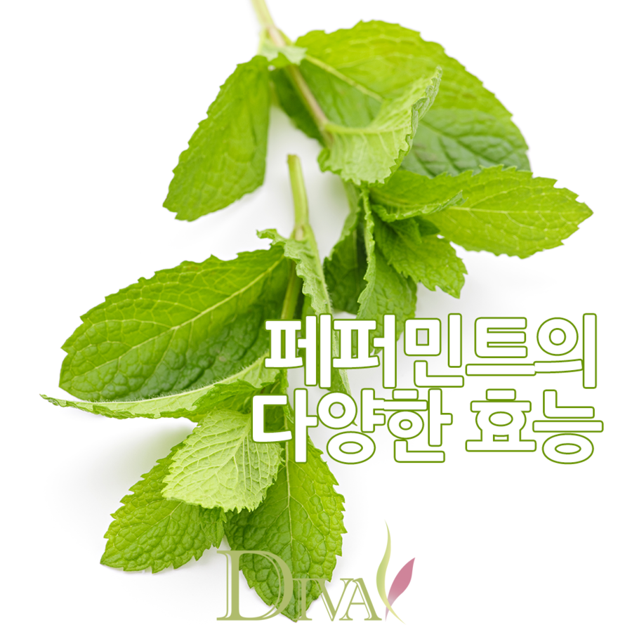 페퍼민트 효능, 겨울에 마시기 딱 좋은 차! 관련 이미지 1