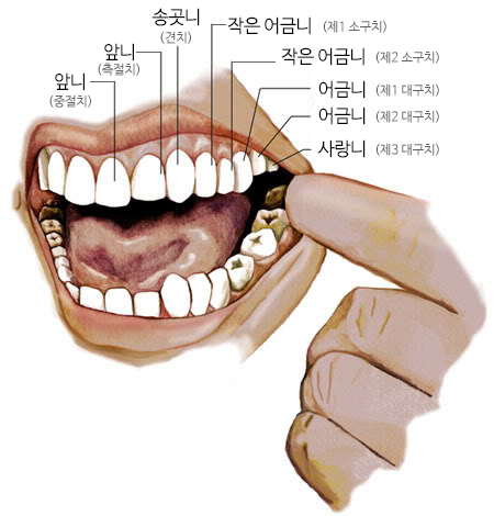 치아 개수와 각 치아의 역할, 강남 투디치과 관련 이미지 4