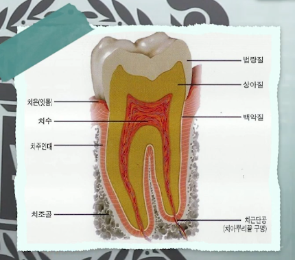 치아 깨졌을때 겉으로 보이는 것만으로 판단하긴 어렵습니다. 관련 이미지 3