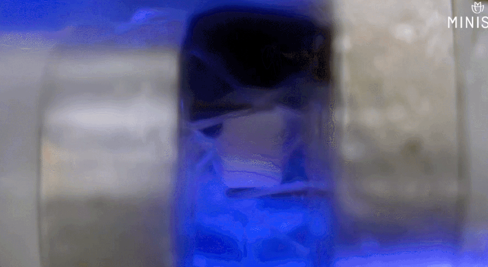 앞니미니쉬, 시림·관리·교체주기 한 번에 정리합니다. 관련 이미지 7