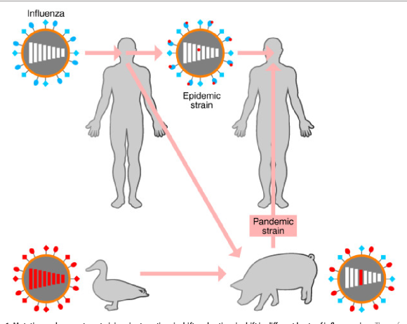 [리더스진 치과의원] 서울대학교 대학원 연구실에서 동물성 바이러스 연구를 하신 경험이 있으신 전진모 원장님의 우한바이러스 치료제 (원인, 발생, 역학, 예방, 치료, 백신)-(2) 관련 이미지 5