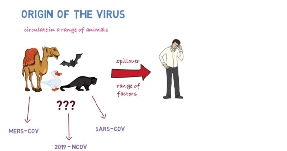 [리더스진 치과의원] 서울대학교 대학원 연구실에서 동물성 바이러스 연구를 하신 경험이 있으신 전진모 원장님의 우한바이러스 치료제 (원인, 발생, 역학, 예방, 치료, 백신)-(2) 관련 이미지 6