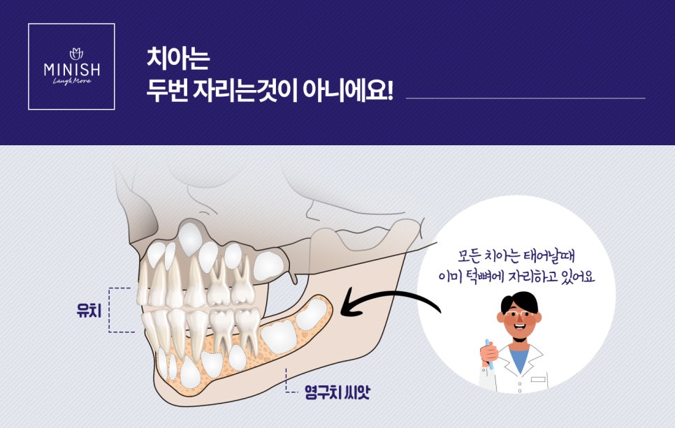 [치아상식] 그것이 알고 싶다 - 치아는 왜 두 번만 나는 걸까? 관련 이미지 5