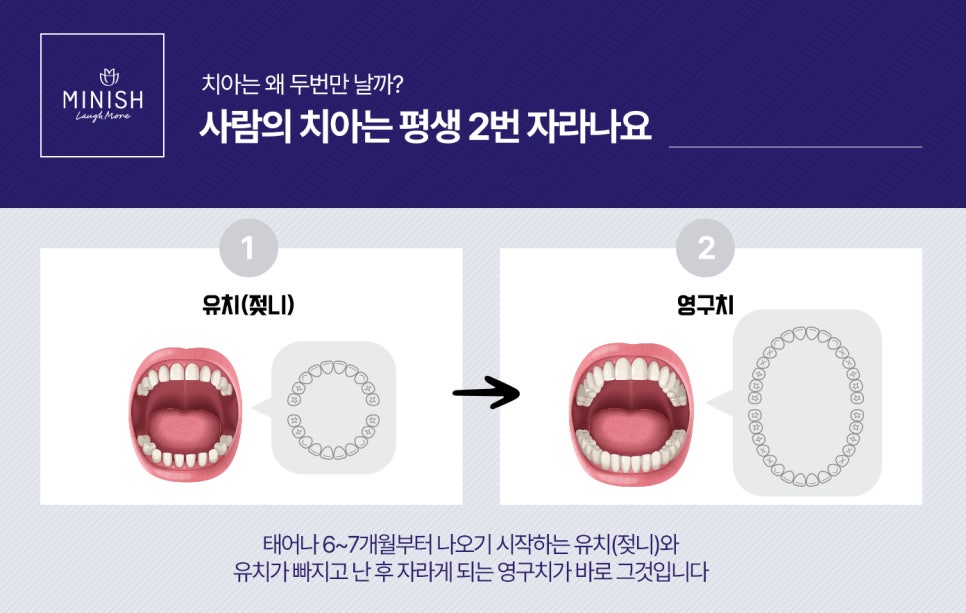 [치아상식] 그것이 알고 싶다 - 치아는 왜 두 번만 나는 걸까? 관련 이미지 2