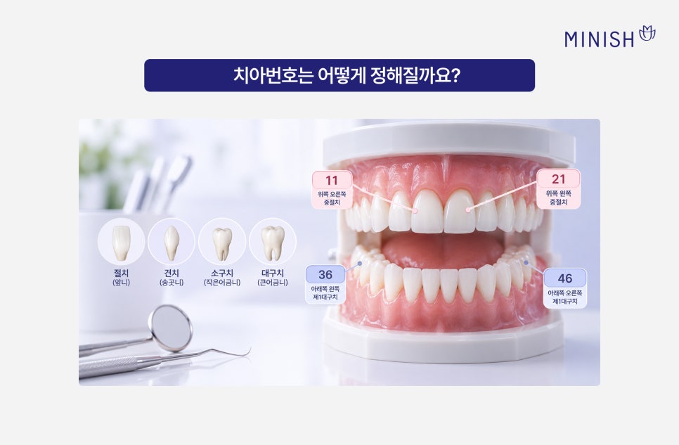 알아두면 좋은 치아상식 치아이름 치아번호 알아보기 관련 이미지 4