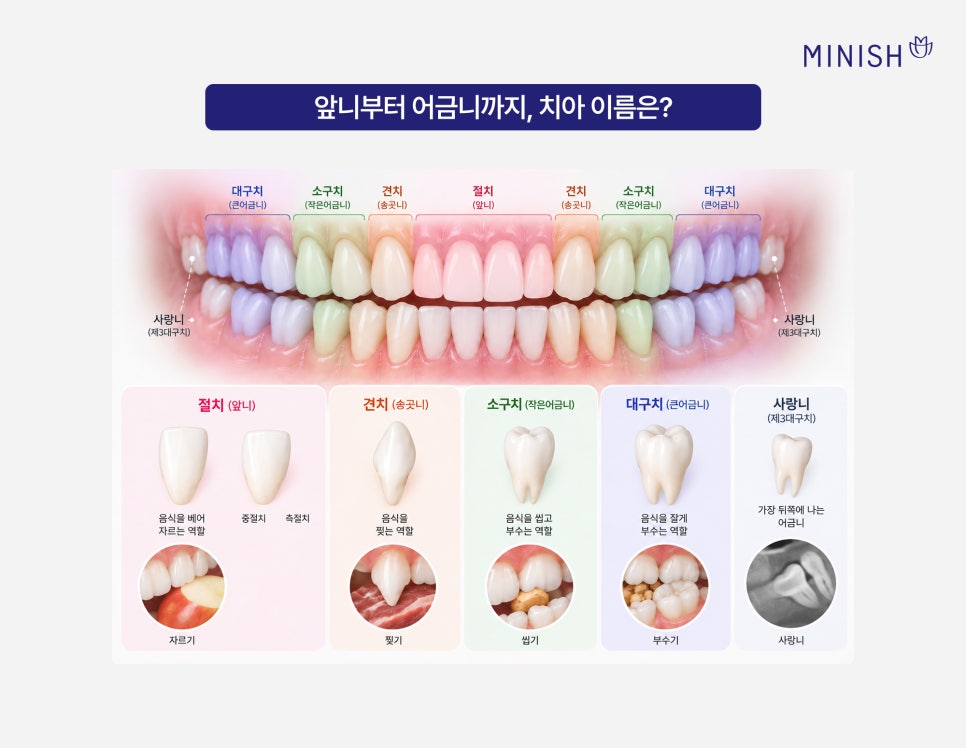 알아두면 좋은 치아상식 치아이름 치아번호 알아보기 관련 이미지 2