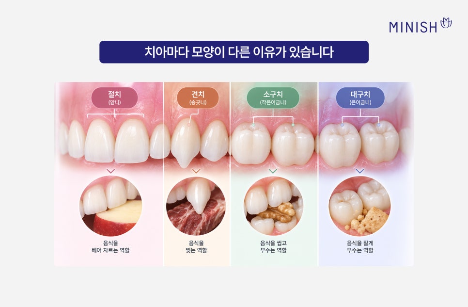 알아두면 좋은 치아상식 치아이름 치아번호 알아보기 관련 이미지 3