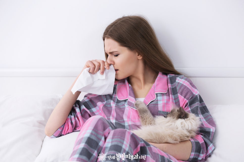 고양이를 입양할 때 주의할점 관련 이미지 3