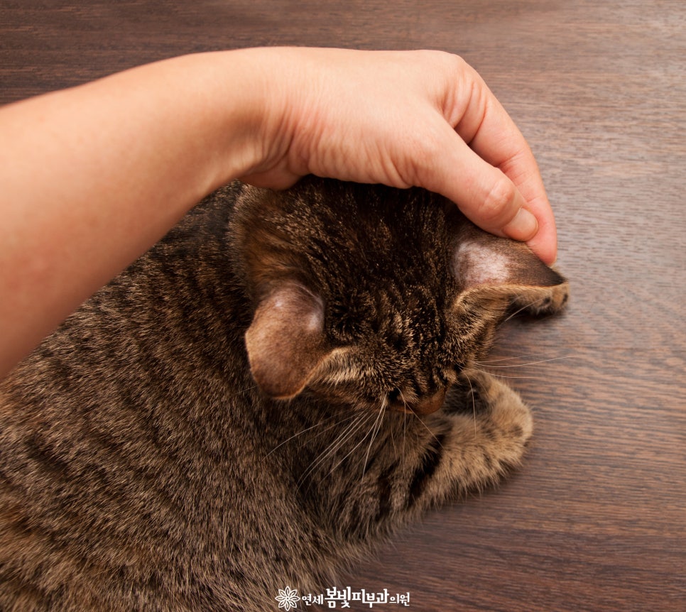 고양이를 입양할 때 주의할점 관련 이미지 4