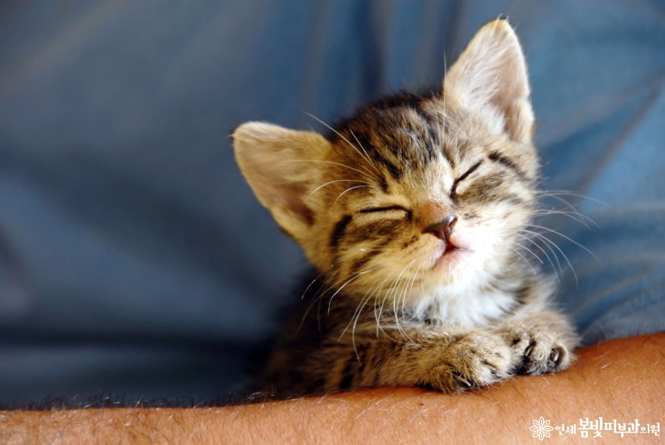 고양이를 입양할 때 주의할점 관련 이미지 1