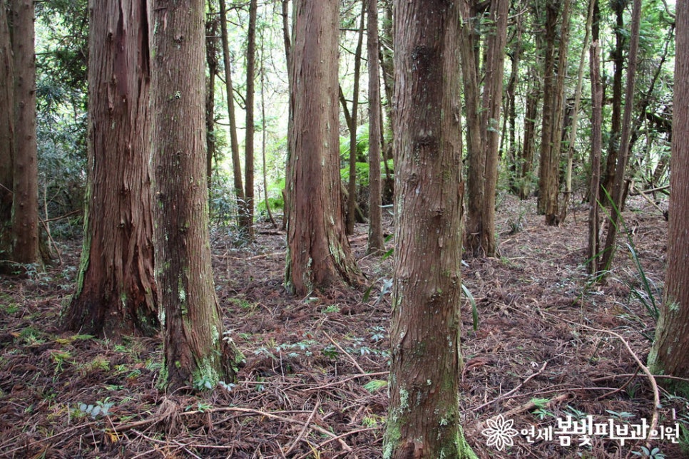 봄철에 발생하는 나무 꽃가루 알레르기 (알러지피부염, 아토피피부염, 천식) 관련 이미지 6