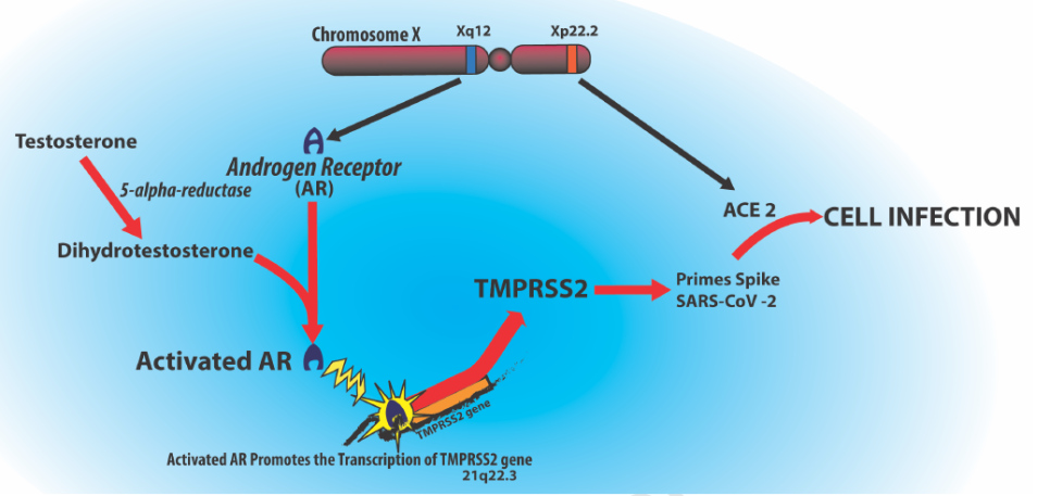 탈모약을 복용하면 코로나19 예방에 도움이 될까? 관련 이미지 3