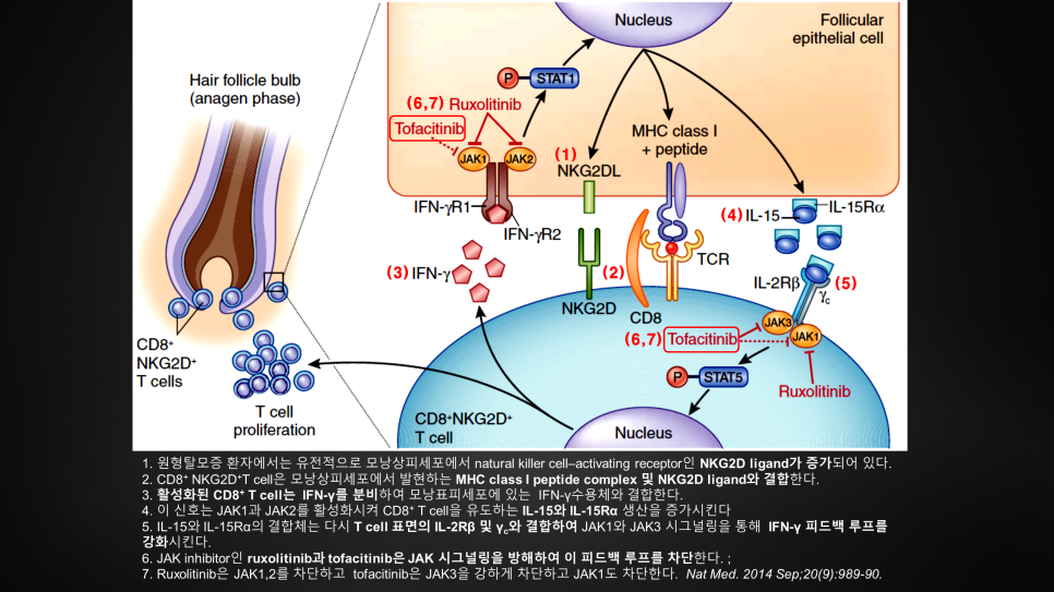 원형탈모 신약, PF-06651600 관련 이미지 1