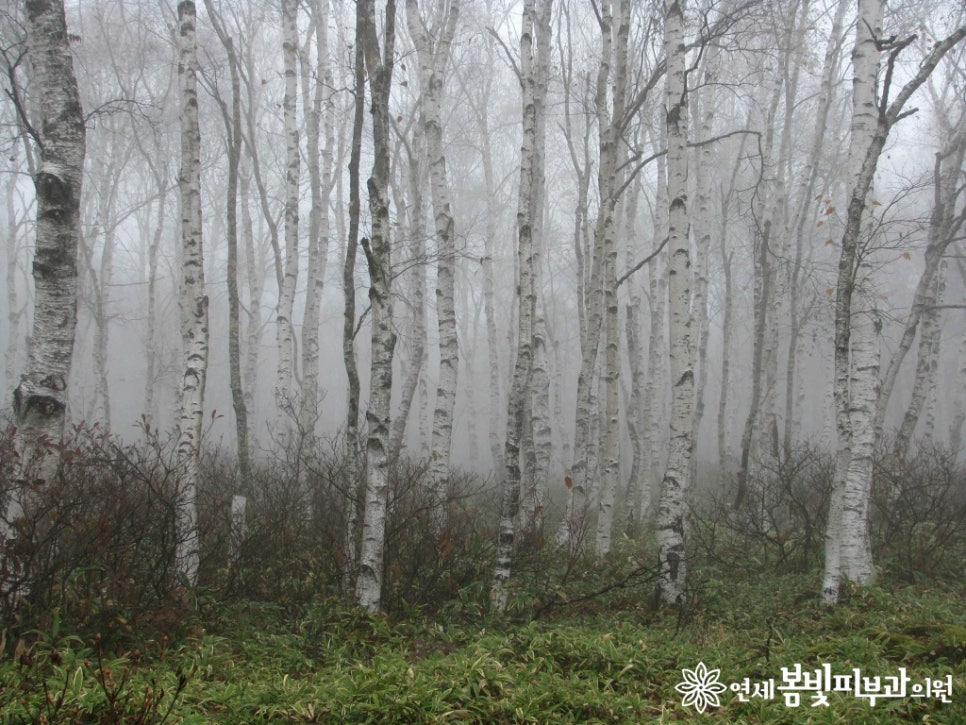 봄철에 발생하는 나무 꽃가루 알레르기 (알러지피부염, 아토피피부염, 천식) 관련 이미지 3