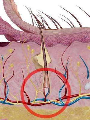 샴푸로 탈모가 좋아질까요? 관련 이미지 3