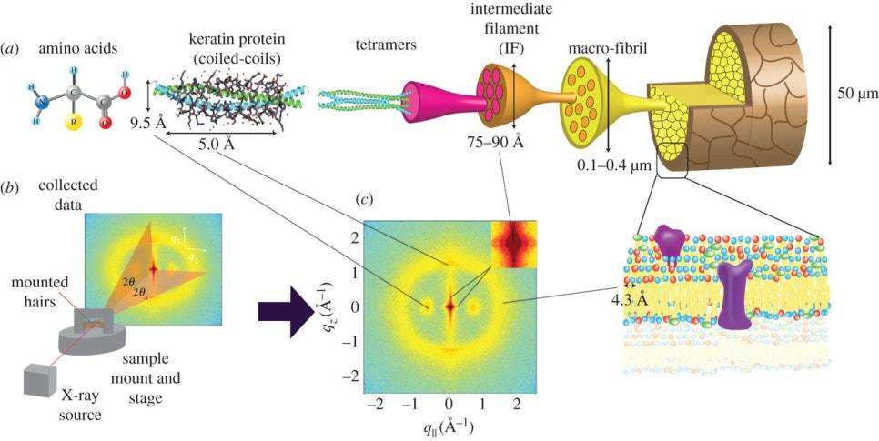 영양소와 탈모 (모발 건강에 영향을 줄 수 있는 영양소, 아연, 철분, 셀레늄, 비오틴, 필수 지방산, 다이어트, 탈모 예방, 탈모 치료) 관련 이미지 1