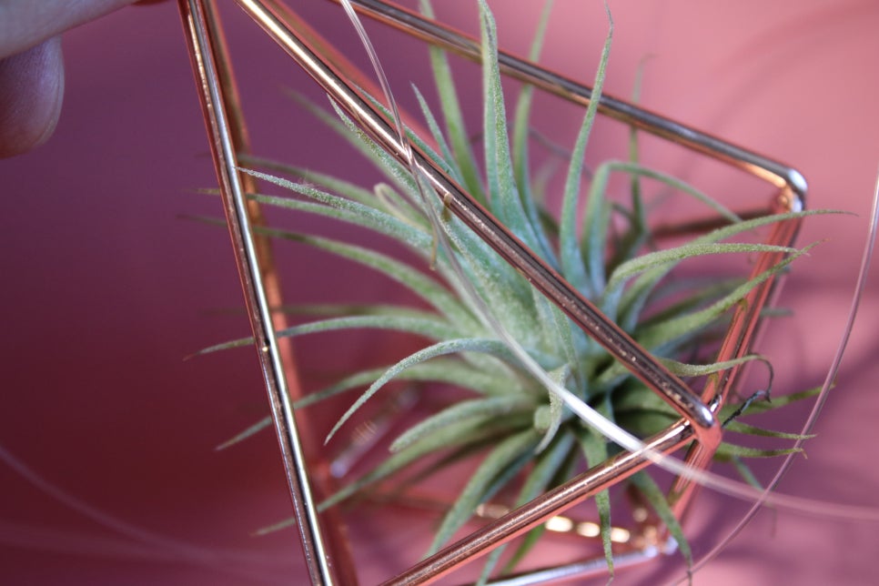 미세먼지정화식물 틸란드시아 이오난사 드뎌 나도 키운다! 관련 이미지 8