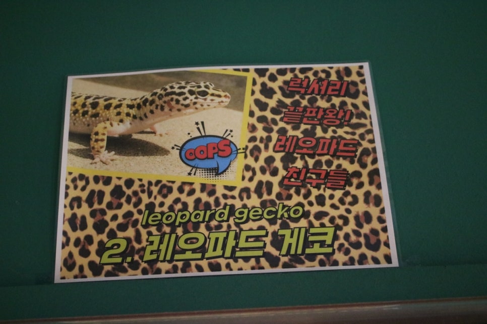 동탄 실내동물원 도심속에서 이런 퀄리티라니 놀라게 되는 아르티스테마파크 관련 이미지 35