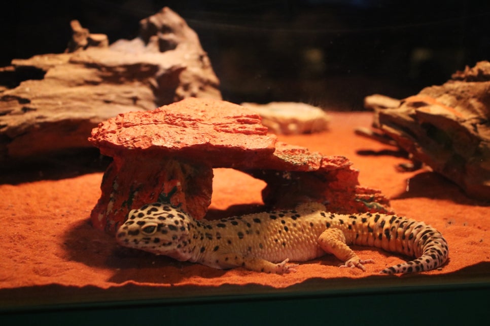 동탄 실내동물원 도심속에서 이런 퀄리티라니 놀라게 되는 아르티스테마파크 관련 이미지 37