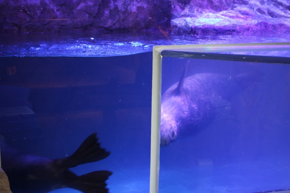 동탄 실내동물원 도심속에서 이런 퀄리티라니 놀라게 되는 아르티스테마파크 관련 이미지 80