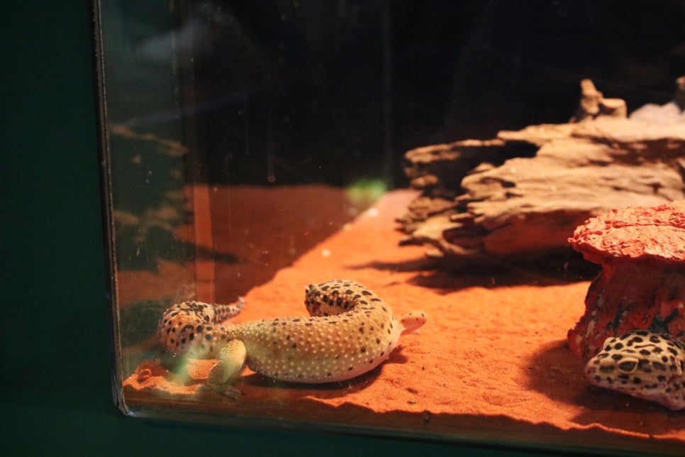 동탄 실내동물원 도심속에서 이런 퀄리티라니 놀라게 되는 아르티스테마파크 관련 이미지 36