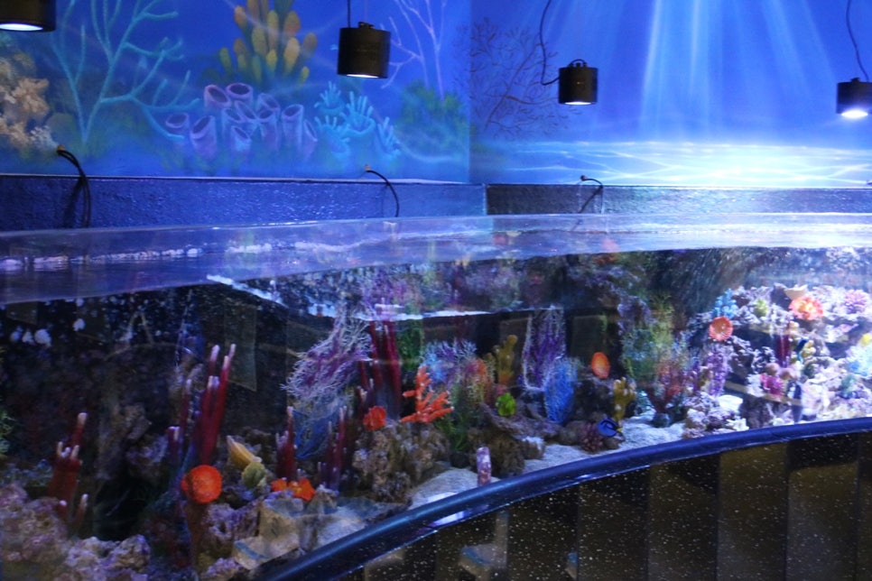 동탄 실내동물원 도심속에서 이런 퀄리티라니 놀라게 되는 아르티스테마파크 관련 이미지 61