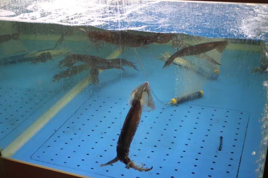 2동탄 맛집 소주한잔 부르는 이맛 미스터오징어 화성2동탄점 관련 이미지 3