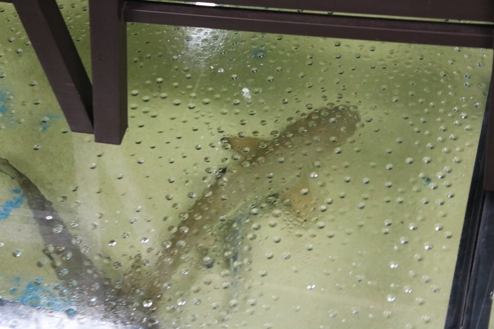 동탄 실내동물원 도심속에서 이런 퀄리티라니 놀라게 되는 아르티스테마파크 관련 이미지 102