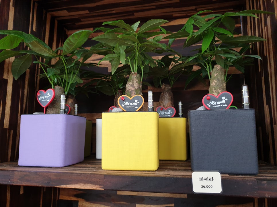 화성 가볼만한곳 바오밥식물원베이커리에 아이들과 함께 관련 이미지 16