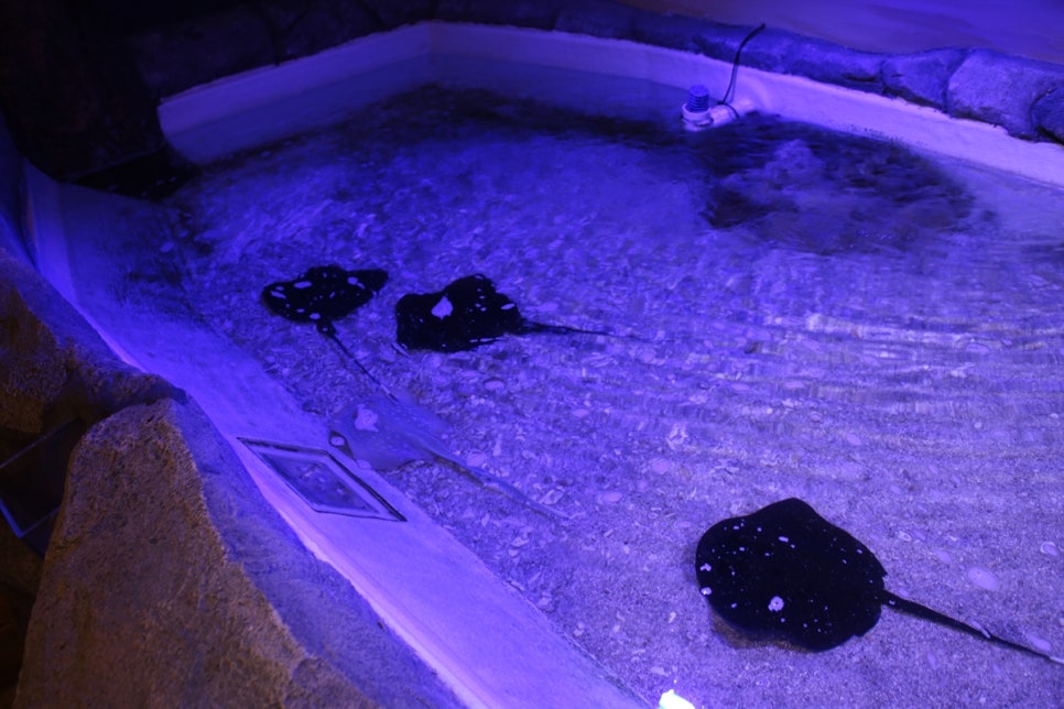 동탄 실내동물원 도심속에서 이런 퀄리티라니 놀라게 되는 아르티스테마파크 관련 이미지 72