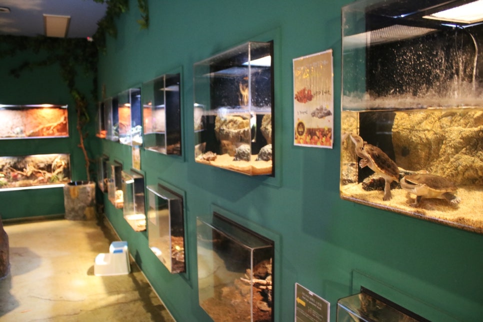 동탄 실내동물원 도심속에서 이런 퀄리티라니 놀라게 되는 아르티스테마파크 관련 이미지 26