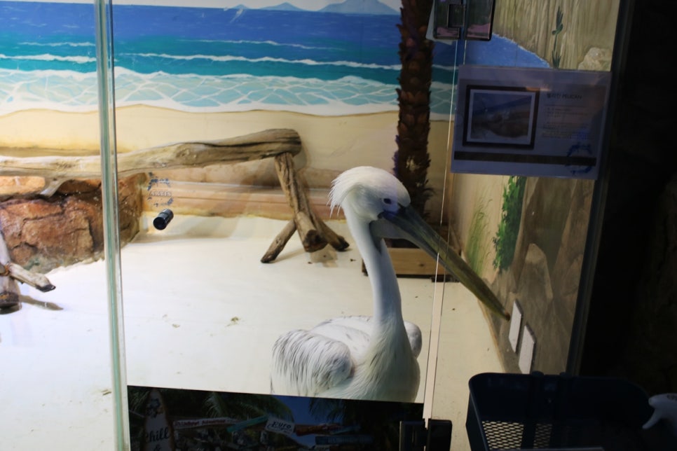 동탄 실내동물원 도심속에서 이런 퀄리티라니 놀라게 되는 아르티스테마파크 관련 이미지 77