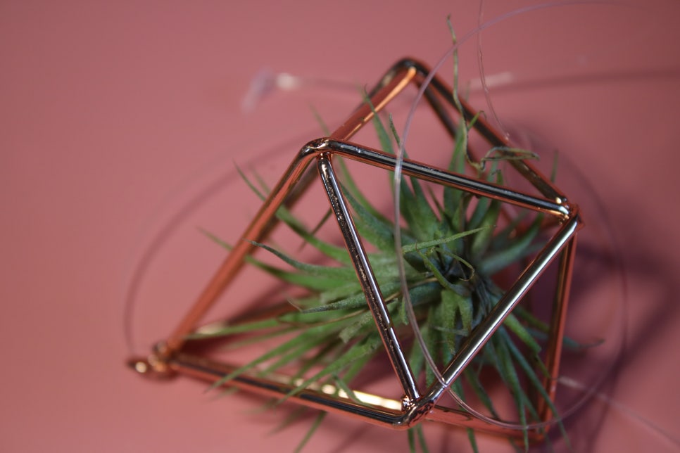 미세먼지정화식물 틸란드시아 이오난사 드뎌 나도 키운다! 관련 이미지 7