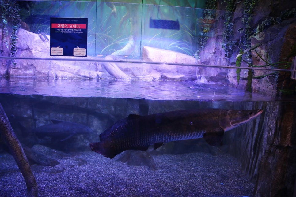 동탄 실내동물원 도심속에서 이런 퀄리티라니 놀라게 되는 아르티스테마파크 관련 이미지 74