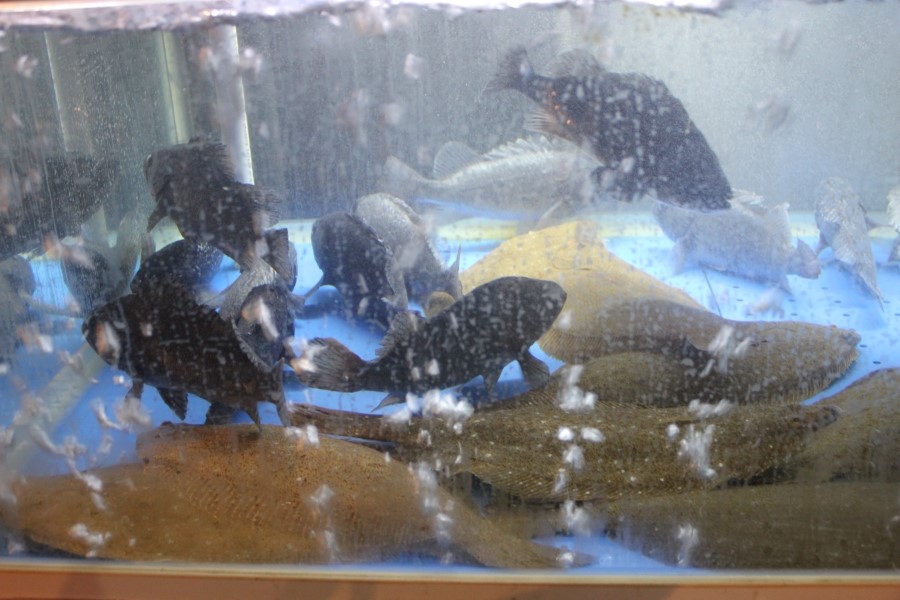 2동탄 맛집 소주한잔 부르는 이맛 미스터오징어 화성2동탄점 관련 이미지 4